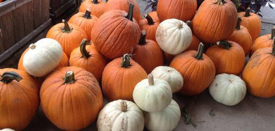 اليقطين.. كنز من المعادن والفيتامينات صورة رقم 8