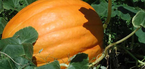 اليقطين.. كنز من المعادن والفيتامينات صورة رقم 9