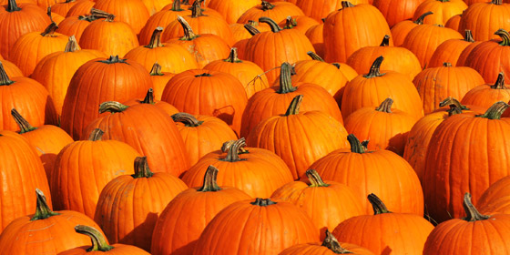 7 فوائد صحية للقرع العسلي (اليقطين) تعيده بقوة لمائدة الطعام صورة رقم 3 7 فوائد صحية للقرع العسلي (اليقطين) تعيده بقوة لمائدة الطعام صورة رقم 3