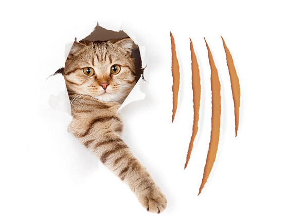 نصائح للحفاظ على الأثاث آمناً من خدوش الحيوانات الأليفة صورة رقم 1