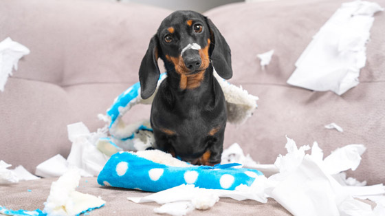 نصائح للحفاظ على الأثاث آمناً من خدوش الحيوانات الأليفة صورة رقم 3