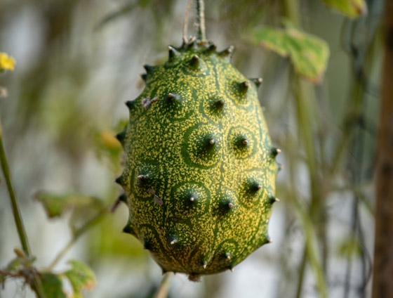 مقاوِمة للعطش وتقي من السرطان.. فوائد فاكهة الكيوانو الغذائية والصحية صورة رقم 6 مقاوِمة للعطش وتقي من السرطان.. فوائد فاكهة الكيوانو الغذائية والصحية صورة رقم 6