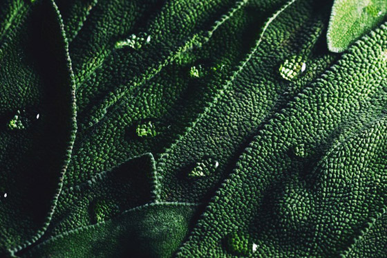 ما هي فوائد الميرمية؟ وما أبرز الطرق لتحصيلها؟ صورة رقم 3