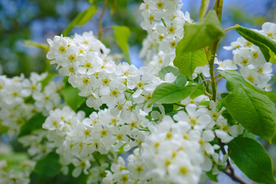 5 روائح زيوت عطرية.. لتقليل التوتر وزيادة الهدوء النفسي صورة رقم 1