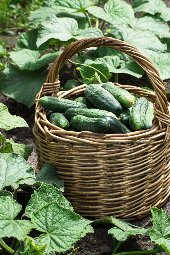 لماذا عليك إدراج الخيار ضمن نظامك الغذائي اليومي؟ صورة رقم 4