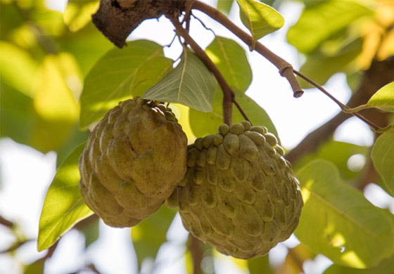 مضادة للسرطان وممتازة لصحة الشعر والجسم.. إليكم فوائد فاكهة القشطة صورة رقم 4