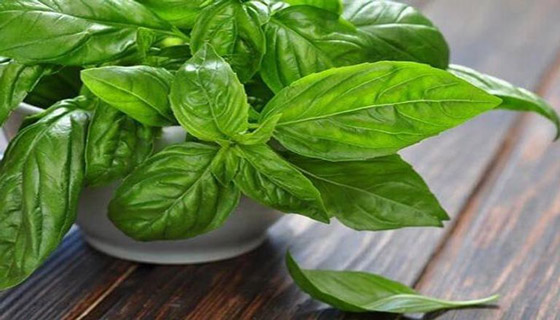 فوائد الحبق للجسم.. وأهم المخاطر المحتملة صورة رقم 1