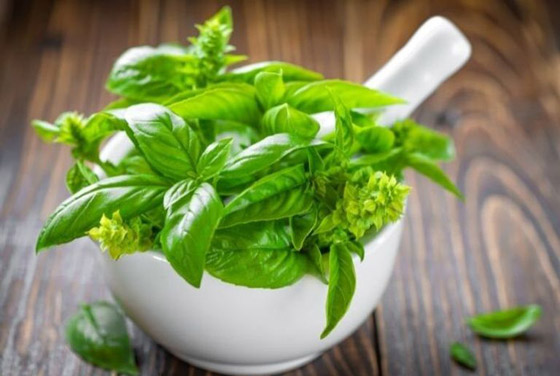 فوائد الحبق للجسم.. وأهم المخاطر المحتملة صورة رقم 3