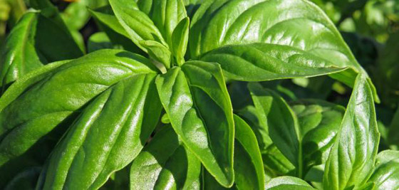 فوائد الحبق للجسم.. وأهم المخاطر المحتملة صورة رقم 8