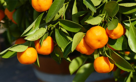 اخترعها راهب فرنسي في الجزائر.. فوائد فاكهة 