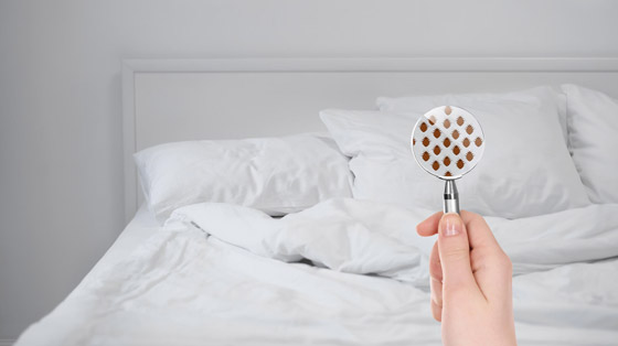 8 مواد طبيعية تخلصك من بق الفراش صورة رقم 2