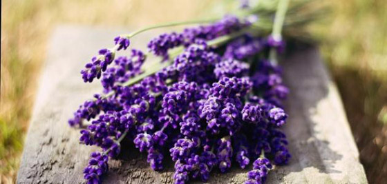 8 مواد طبيعية تخلصك من بق الفراش صورة رقم 7