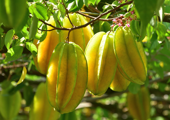 تعزز الهضم ومذهلة للحامل والجنين.. إليكم فوائد فاكهة النجمة للجسم صورة رقم 4