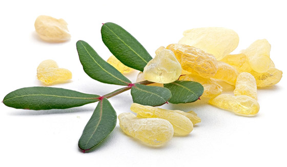 تعزز صحة الفم وتعالج عسر الهضم.. 6 فوائد صحية لتناول المستكة صورة رقم 3 تعزز صحة الفم وتعالج عسر الهضم.. 6 فوائد صحية لتناول المستكة صورة رقم 3