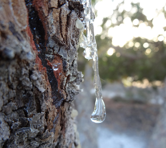 تعزز صحة الفم وتعالج عسر الهضم.. 6 فوائد صحية لتناول المستكة صورة رقم 2 تعزز صحة الفم وتعالج عسر الهضم.. 6 فوائد صحية لتناول المستكة صورة رقم 2