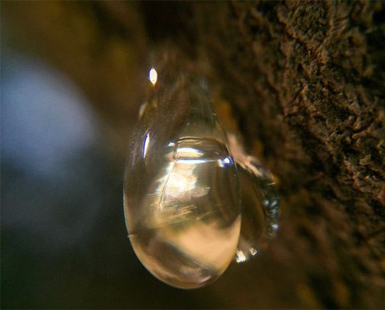 تعزز صحة الفم وتعالج عسر الهضم.. 6 فوائد صحية لتناول المستكة صورة رقم 7 تعزز صحة الفم وتعالج عسر الهضم.. 6 فوائد صحية لتناول المستكة صورة رقم 7