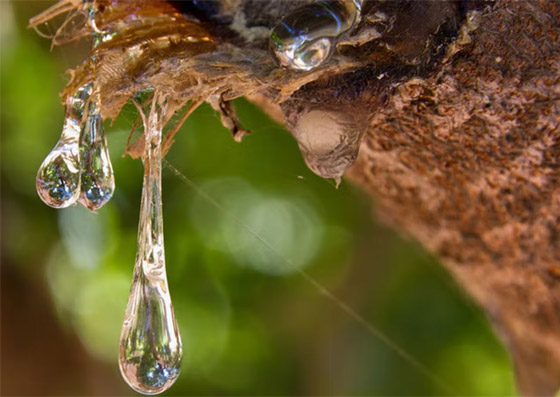 تعزز صحة الفم وتعالج عسر الهضم.. 6 فوائد صحية لتناول المستكة صورة رقم 9 تعزز صحة الفم وتعالج عسر الهضم.. 6 فوائد صحية لتناول المستكة صورة رقم 9