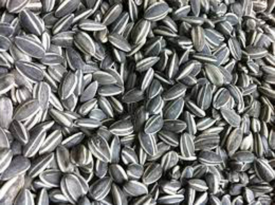 لهذه الأسباب بذور عباد الشمس وجبة خفيفة رائعة صورة رقم 4