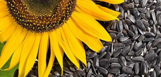لهذه الأسباب بذور عباد الشمس وجبة خفيفة رائعة صورة رقم 7