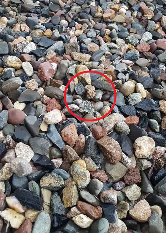 صورة رقم 2 - اختبر نفسك: لغز يصعب حله.. اعثر على الضفدع في 11 ثانية صورة رقم 2 - اختبر نفسك: لغز يصعب حله.. اعثر على الضفدع في 11 ثانية
