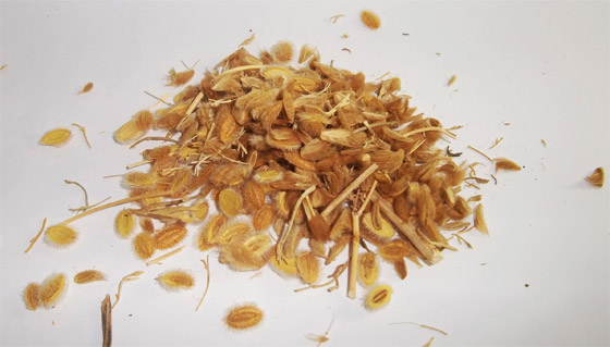 يعالج مشاكل القولون ويساعد على زيادة الوزن.. فوائد الكمون الصوفي الطبية صورة رقم 1 يعالج مشاكل القولون ويساعد على زيادة الوزن.. فوائد الكمون الصوفي الطبية صورة رقم 1