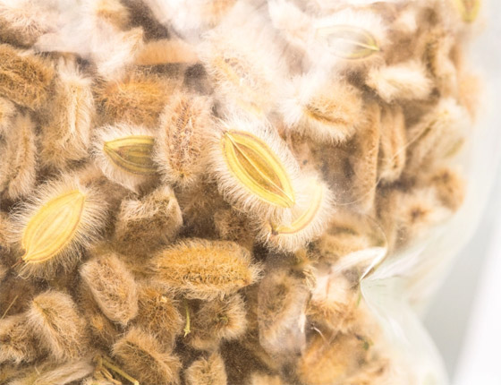 يعالج مشاكل القولون ويساعد على زيادة الوزن.. فوائد الكمون الصوفي الطبية صورة رقم 2 يعالج مشاكل القولون ويساعد على زيادة الوزن.. فوائد الكمون الصوفي الطبية صورة رقم 2