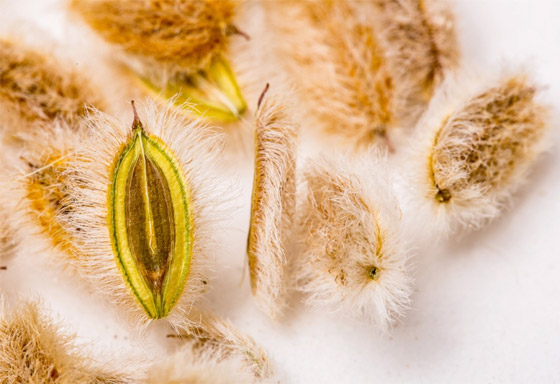 يعالج مشاكل القولون ويساعد على زيادة الوزن.. فوائد الكمون الصوفي الطبية صورة رقم 3 يعالج مشاكل القولون ويساعد على زيادة الوزن.. فوائد الكمون الصوفي الطبية صورة رقم 3