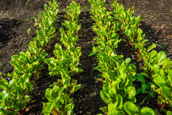 ماذا عن فوائد الشمندر: النبات الذي يحتوي على أقوى مضادات الأكسدة! صورة رقم 2