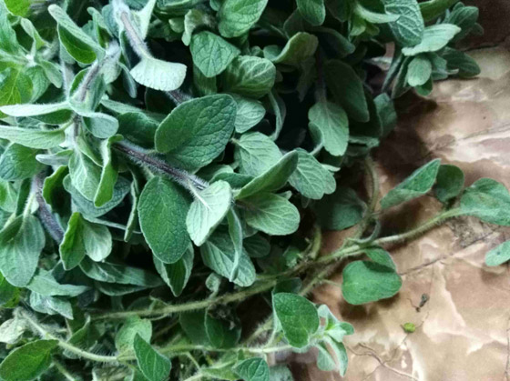 الزعتر.. رفيق الطهاة لأشهى المأكولات صورة رقم 7