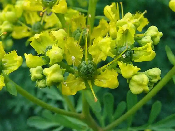 تعزز صحة القلب وتعالج التهابات المفاصل.. فوائد 