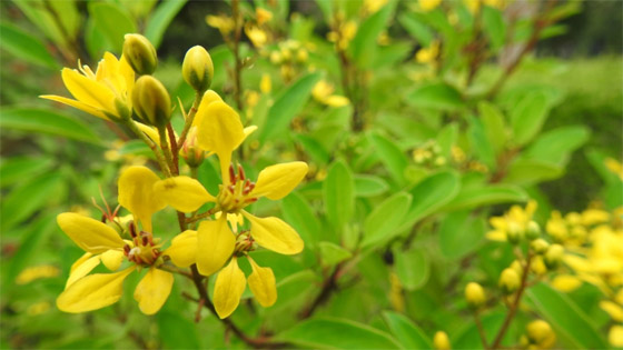 تعزز صحة القلب وتعالج التهابات المفاصل.. فوائد 