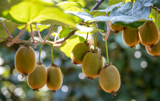 يساعد على خفض الوزن.. تعرفوا إلى فوائد فاكهة الكيوي الصحية والتجميلية صورة رقم 6