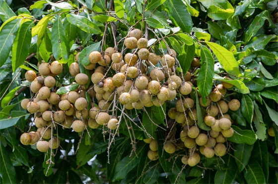 تحسن الذاكرة وتمنع فقر الدم.. إليكم فوائد فاكهة عين التنين 