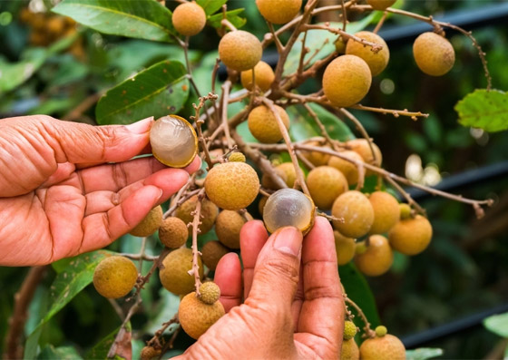 تحسن الذاكرة وتمنع فقر الدم.. إليكم فوائد فاكهة عين التنين 