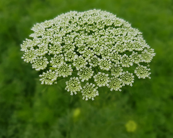 استخدمها الفراعنة لتفتيت حصوات الكلى.. 6 فوائد صحية لبذور الخلة صورة رقم 1