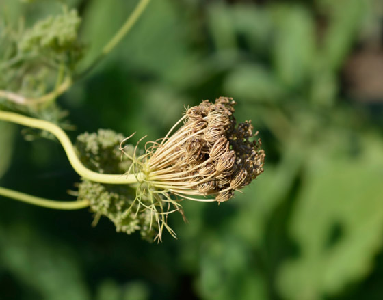 استخدمها الفراعنة لتفتيت حصوات الكلى.. 6 فوائد صحية لبذور الخلة صورة رقم 8