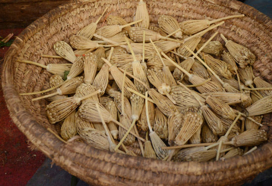 استخدمها الفراعنة لتفتيت حصوات الكلى.. 6 فوائد صحية لبذور الخلة صورة رقم 5