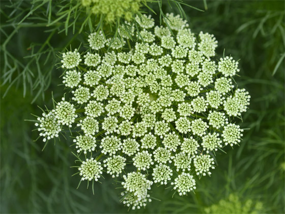 استخدمها الفراعنة لتفتيت حصوات الكلى.. 6 فوائد صحية لبذور الخلة صورة رقم 3