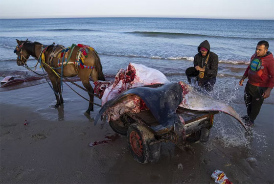 صورة رقم 1 - فيديو: شياطين البحر تغزو سواحل غزة .. وأهل القطاع يصطادونها صورة رقم 1 - فيديو: شياطين البحر تغزو سواحل غزة .. وأهل القطاع يصطادونها