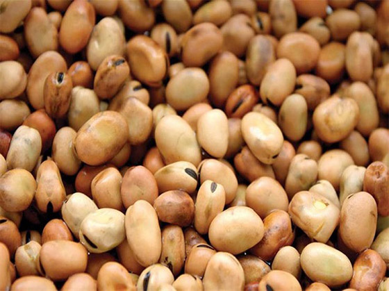 أنواع الفول.. طريقة مميزة لتدميس الفول استعداد لرمضان صورة رقم 2