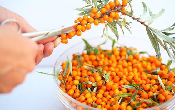 داعم قوي في علاج المرض الخبيث.. ماهي فوائد النبق؟ صورة رقم 3