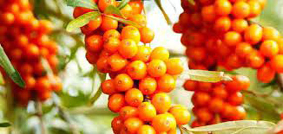 داعم قوي في علاج المرض الخبيث.. ماهي فوائد النبق؟ صورة رقم 9