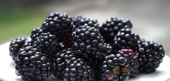 منها التمر.. 12 فاكهة ينصح خبراء التغذية بتناولها لصحة أفضل صورة رقم 12