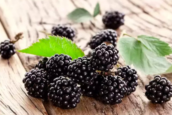 5 أنواع من التوت يجب أن تكون جزءاً من نظامك الغذائي الصيفي صورة رقم 4