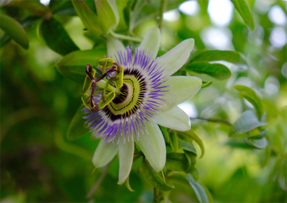 تُعالج الأرق ومشاكل المعدة.. 4 فوائد صحية لعشبة 