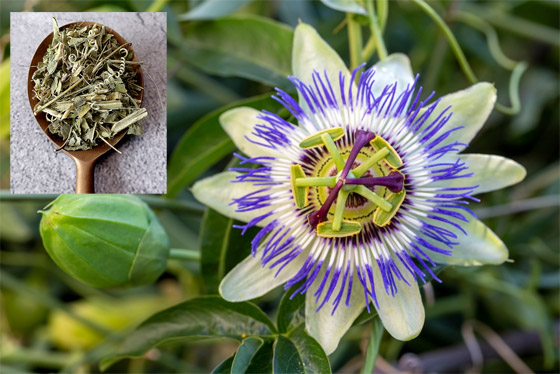 تُعالج الأرق ومشاكل المعدة.. 4 فوائد صحية لعشبة 