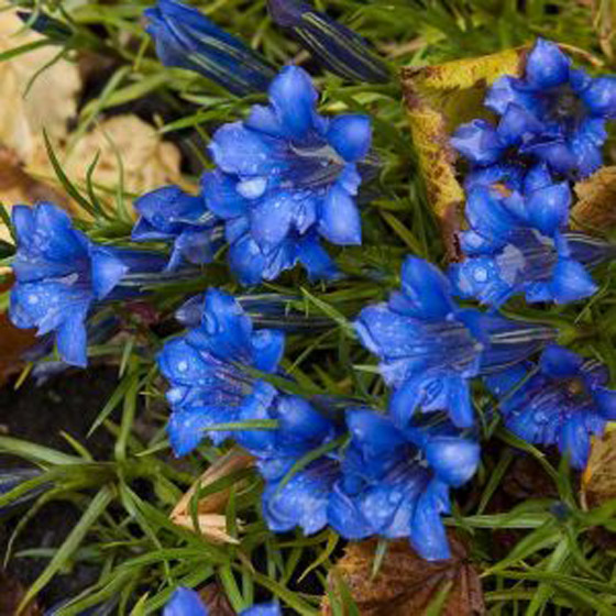 6 أعشاب طبيعية.. لزيادة الوزن بشكل أسرع صورة رقم 3