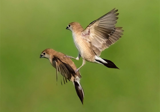 صورة رقم 1 - بدا كأنه يحملها.. مصور يوثق طائرا يطارد أنثى في موسم التزاوج بقطر صورة رقم 1 - بدا كأنه يحملها.. مصور يوثق طائرا يطارد أنثى في موسم التزاوج بقطر