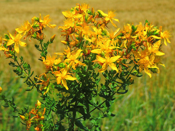 تقي من السرطان وعلاج فعال للاكتئاب.. فوائد عشبة العرن المثقوب صورة رقم 6 تقي من السرطان وعلاج فعال للاكتئاب.. فوائد عشبة العرن المثقوب صورة رقم 6