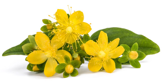 تقي من السرطان وعلاج فعال للاكتئاب.. فوائد عشبة العرن المثقوب صورة رقم 8 تقي من السرطان وعلاج فعال للاكتئاب.. فوائد عشبة العرن المثقوب صورة رقم 8